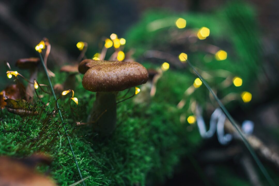 きのこの英訳　MushroomとToadstoolの違い